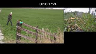 Robotic Falcon Keeps Birds Away From Airports