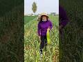 Amazing vegetable harvesting from Farm by Rural Farmer #garlic #vegetables