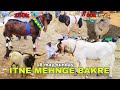 ITNE MEHNGE BAKRE 🐐 | Goat Market Vlog | MUZAMMIL VLOGS 🇮🇳 | ♥️