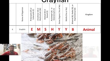 Classification Lab Summary