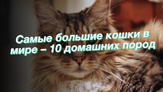 Самые большие кошки в мире – 10 домашних пород