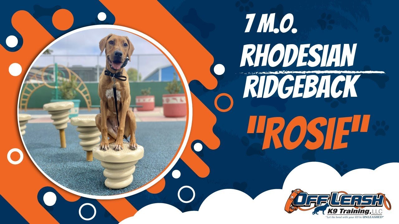 Rhodesian Ridgeback🐶🦮Off leash Dog Training / Obedience Training 🦮🐶 ...