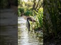 Tiny Bird’s Brave Hunt at the River 🐦🌊 | Nature Wildlife Moments #shorts