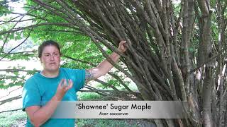 'Shawnee' Sugar Maple (Acer saccarum)