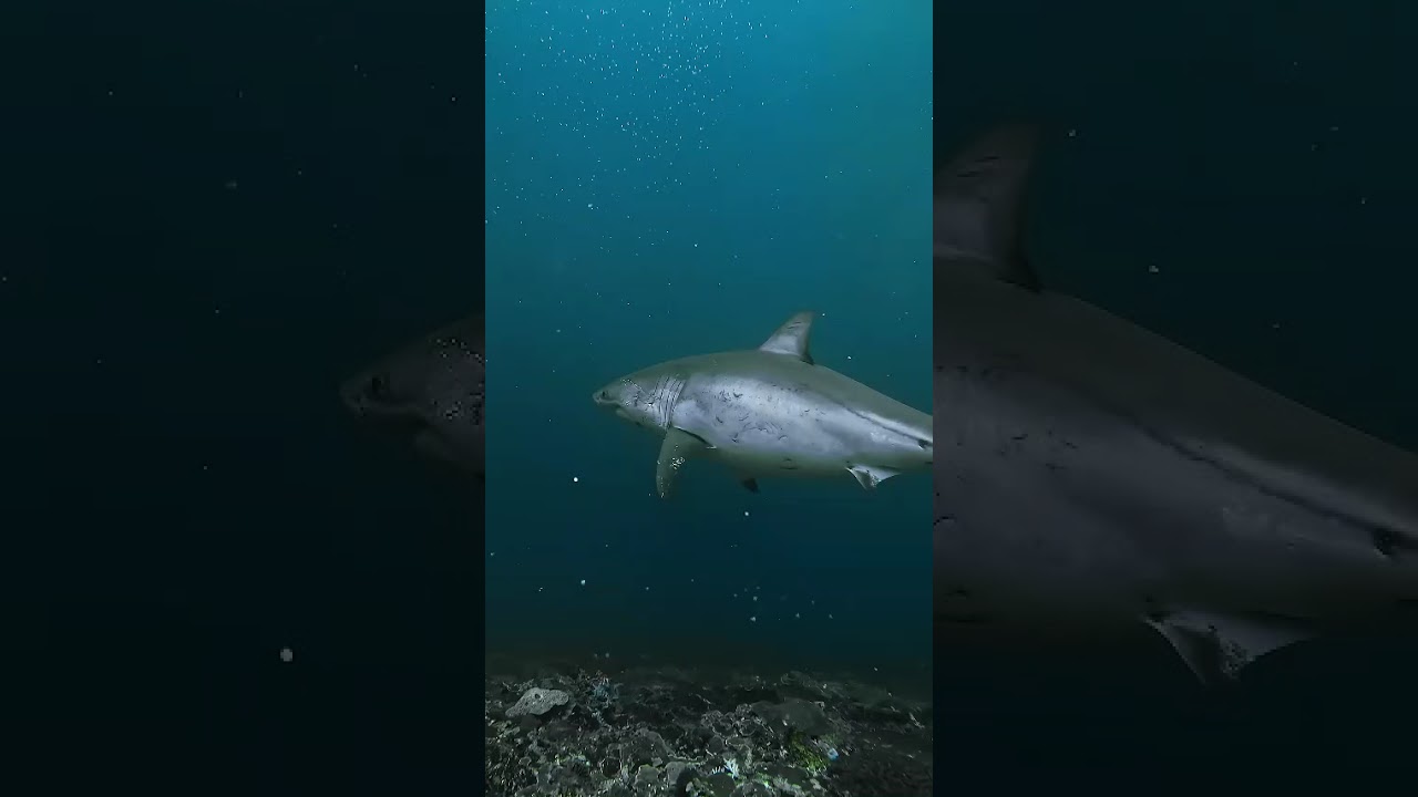 Why No Aquarium Has Great White Shark