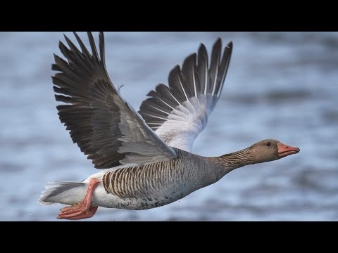 عالم الطيور الإوز