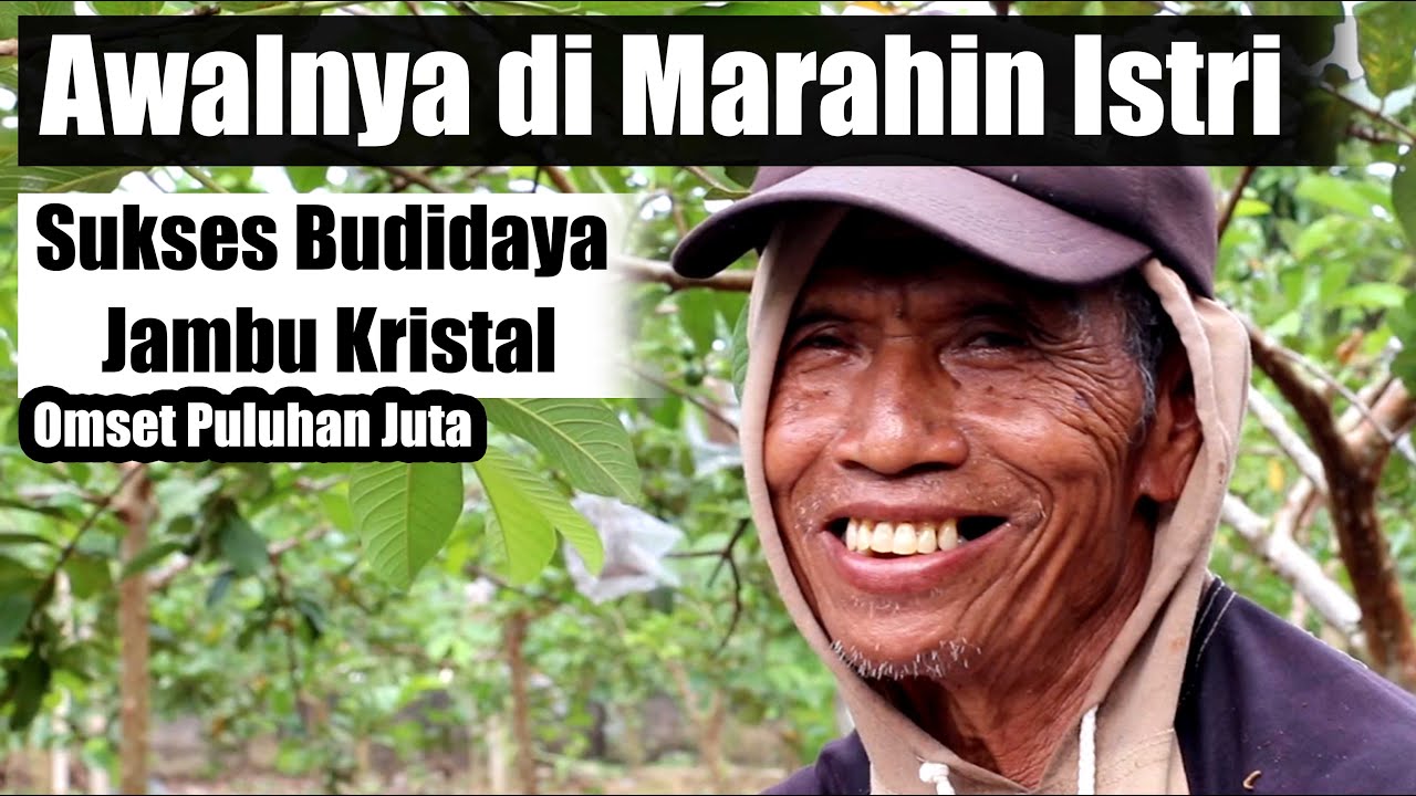 🔴Budidaya Jambu Kristal Di Pekarangan Sempit - Raup Omset Puluhan Juta‼️