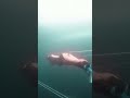 Athlete sets new ice diving world record - ABC News