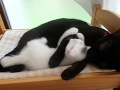 子猫のユキ抱っこしてもらう 兄ちゃん!抱っこ抱っこ~