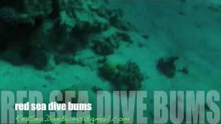 Nadine & Adnan Discovery Dive , Aqaba Jordan View In Hq