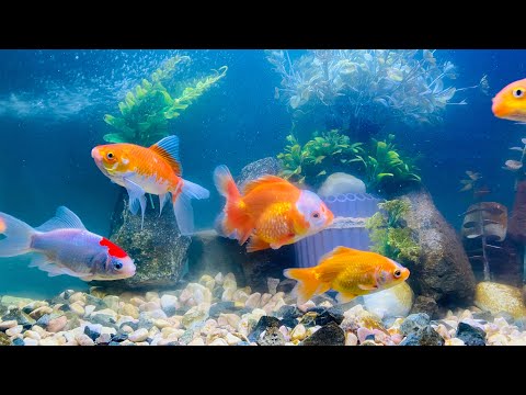 ASMR | Relaxing Fish 
