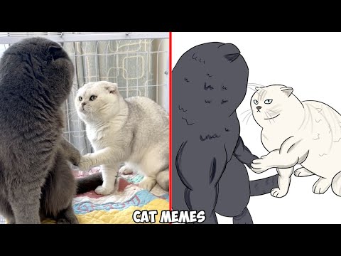 Funniest Cats😂 - Best Funny Cat Meme Videos 2023 😅 Funny cats | Funny Drawings of Cats