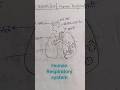 Human Respiratory System #lungs #hindi #Urvashi bio easy #music