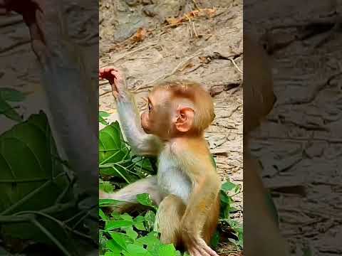 Poor Baby Monkey
