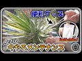 【便利グッズ/園芸】今やるべきアガベの鉢植えメンテと便利グッズ紹介 ＆ サボテンの花【SwitchBot】【Agave】【サボテン】【多肉植物】