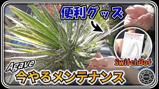 【便利グッズ/園芸】今やるべきアガベの鉢植えメンテと便利グッズ紹介 ＆ サボテンの花【SwitchBot】【Agave】【サボテン】【多肉植物】