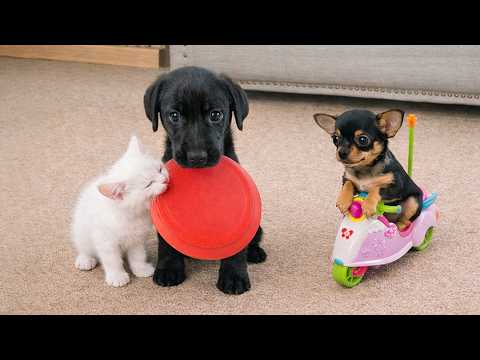 Dogs vs Cats | The Funniest Moments Ever 🐶🍗🤣