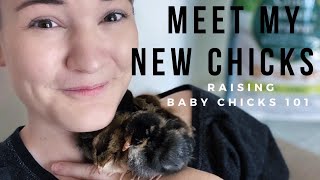 Raising Baby Chicks 101 | Meet My Four New Rare Breed Chickens! by Kait 2,936 views 4 years ago 24 minutes