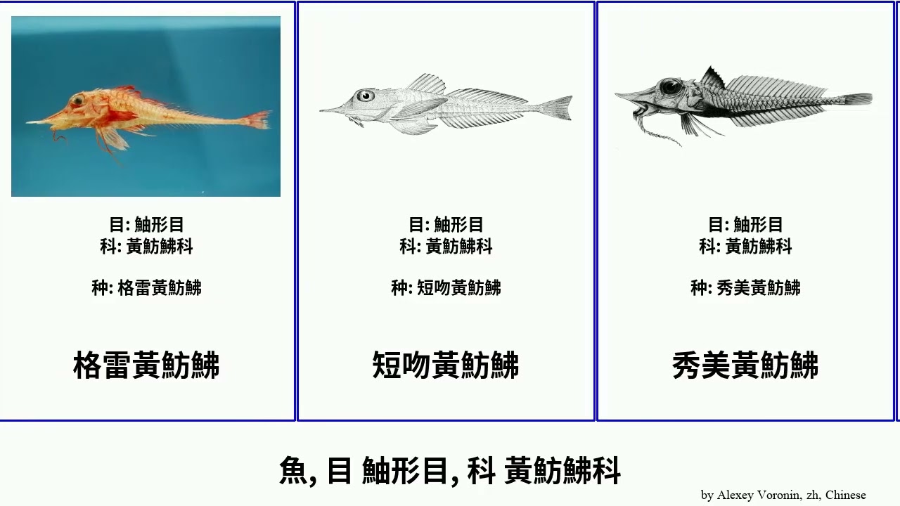 魚, 目 鮋形目, 科 黃魴鮄科 fish Bobby Richards Hologram 秀美黃魴鮄 朱黃魴鮄 Peristediidae 高鰭黃魴鮄 Scorpaeniformes 格雷黃魴鮄