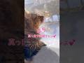 【女子】雪景色にうっとりするミミちゃん❣️ #かわいい猫 #cat #ねこミミ #キジトラ