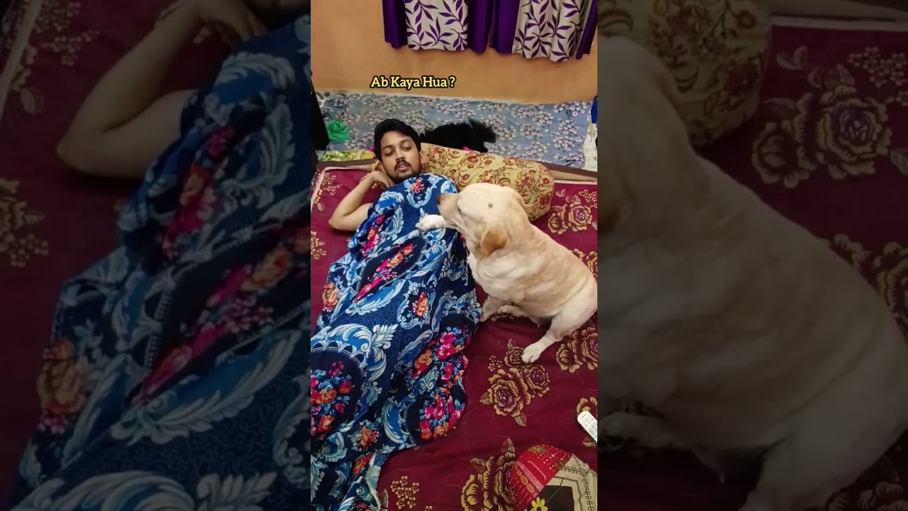 Aj Ho Gaya Sach Mai AC Bandh 🥺... #dog #labrador #pets #shorts #ytshorts