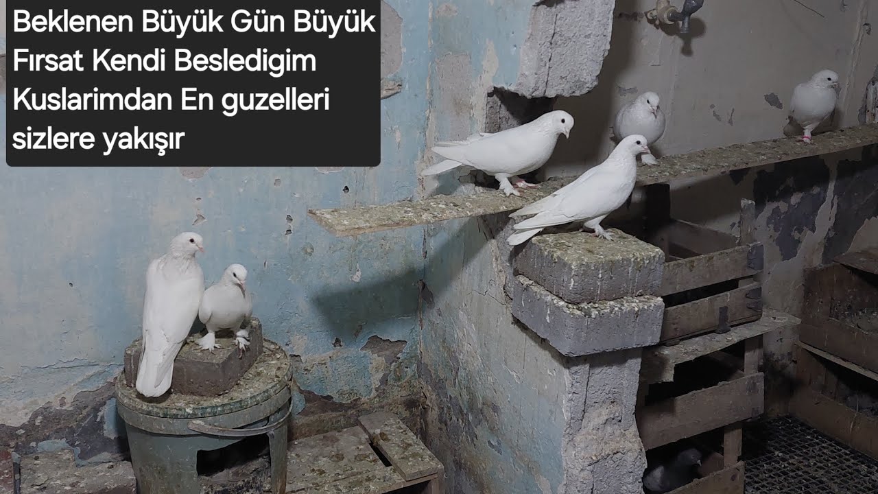 Beklenen Büyük Gün Ve Kendi Kuşlarımiz Sonuna kadar izleyin Çarşamba saat 21 mezata 