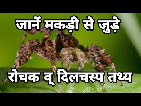 वीडियो: मोर मकड़ी - अरचिन्ड के सबसे असामान्य प्रतिनिधियों में से एक