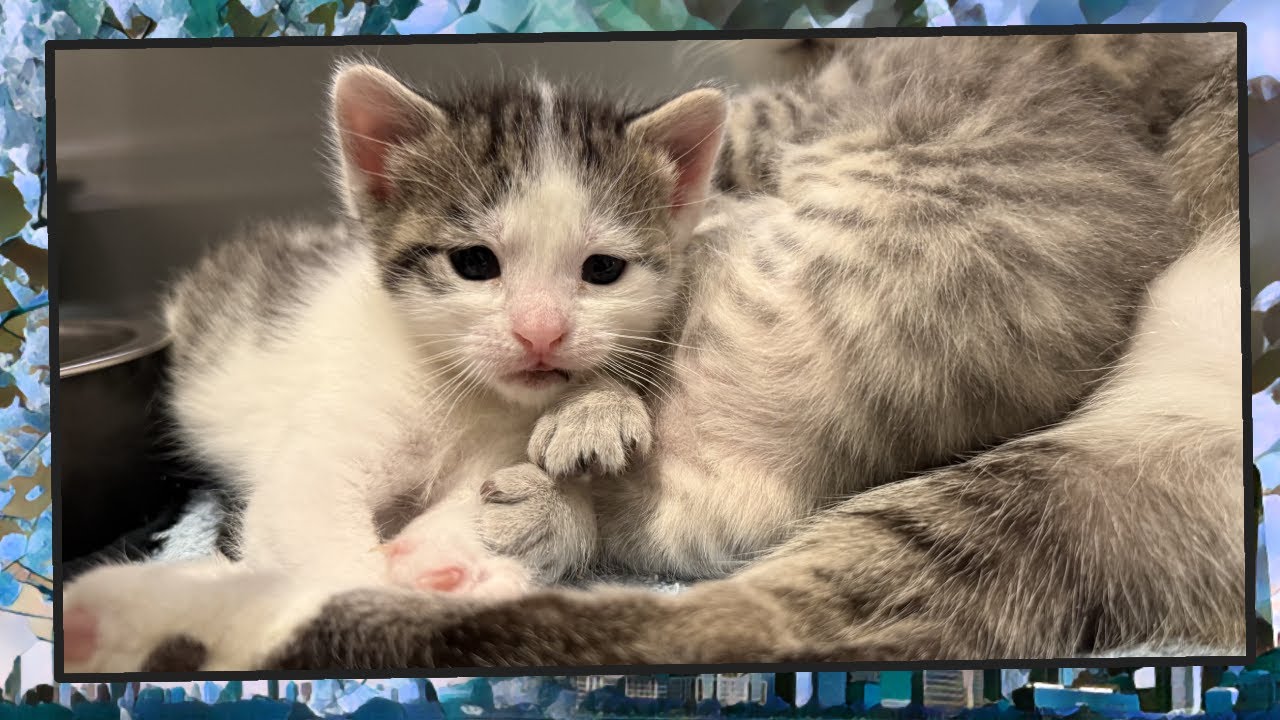 Foster Kitten Livestream (S14, E21) - Jan 29, 2025 - YouTube