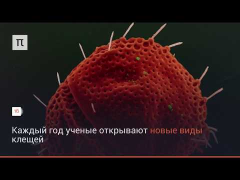 Кто такие клещи?