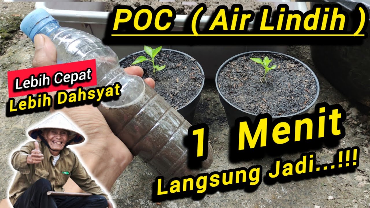 🔴 Rugi Tidak Nonton 💥 Bikin Pupuk Organik Cair Cuma Butuh 1 Menit ✅ Buat POC Air Lindih Tercepat 💥