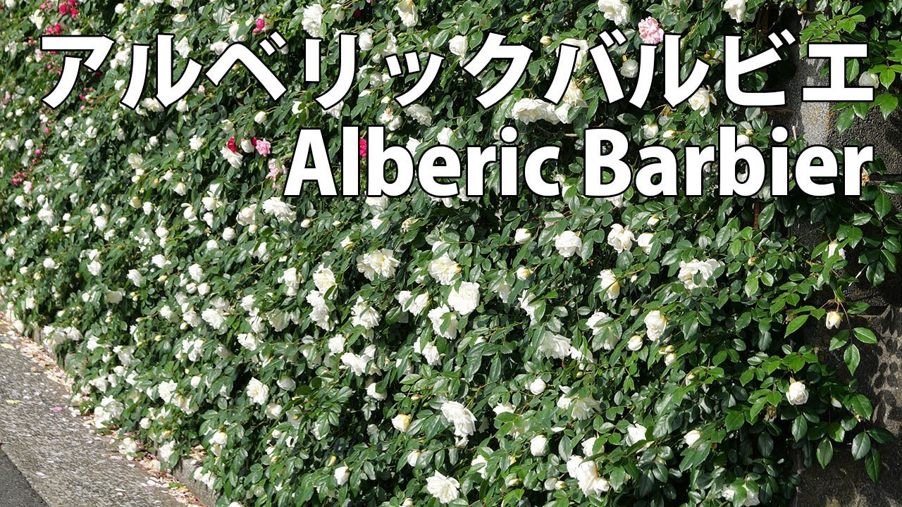 4K】アルベリックバルビエ Alberic Barbier 2024年5月11日 May 11 