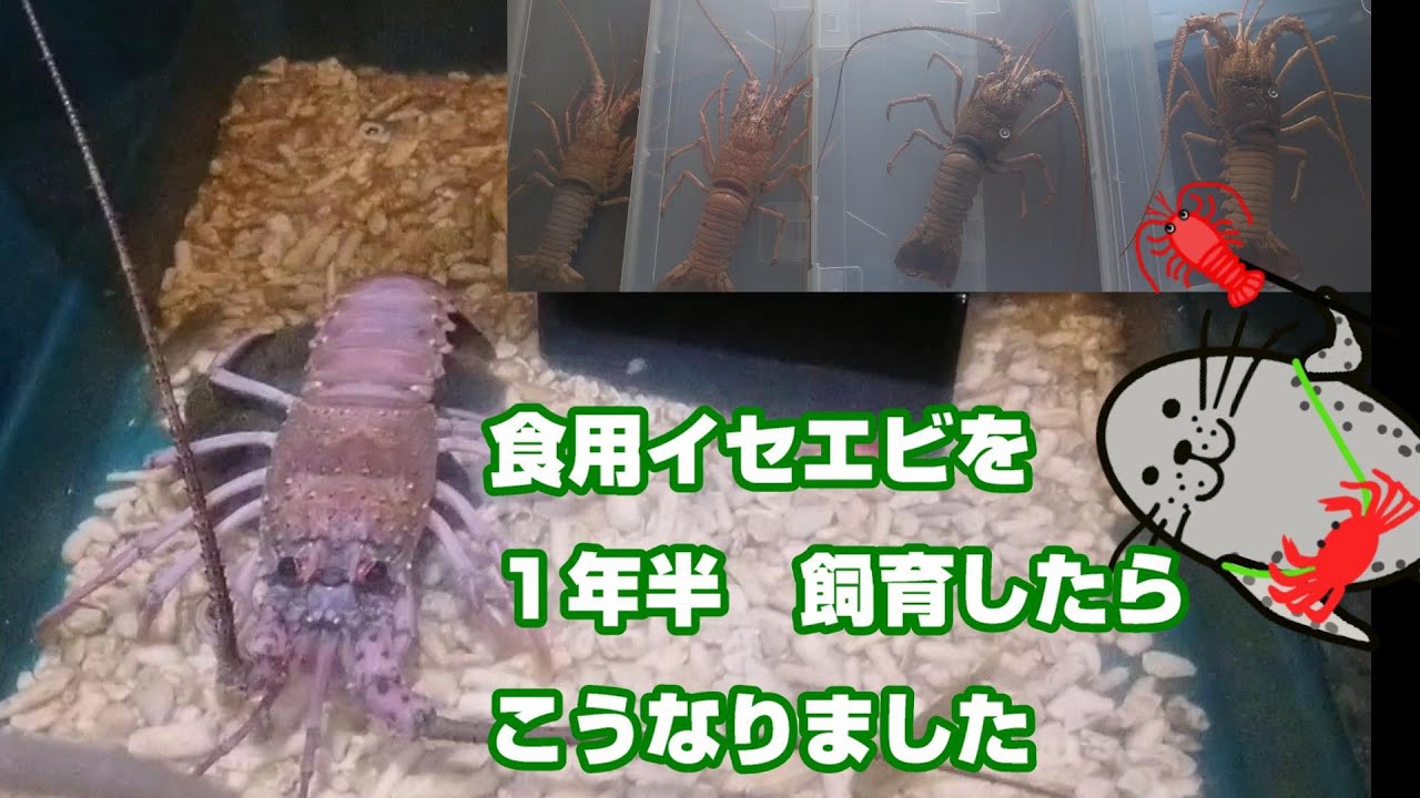 食用イセエビを１年半飼育したらこうなりました 伊勢海老の餌やり 脱皮のまとめ Youtube