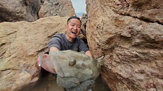 水坑抽干后鱼群聚集巨石下，发现一条大石斑格外抢眼，小明乐开了花