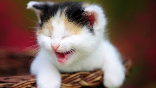 Смешные коты, кошки и другие животные (funny cats 2019) – ЗАПРЕЩАЕТСЯ УНЫВАТЬ, ОЧЕНЬ СМЕШНО