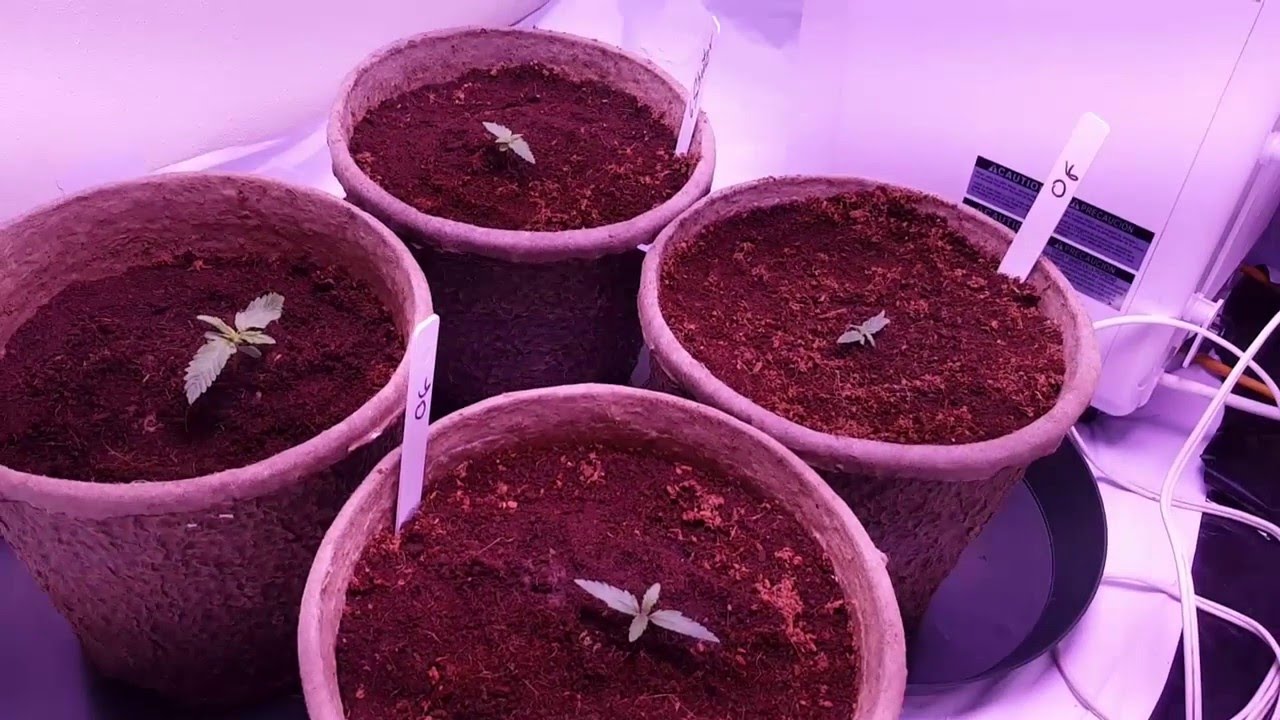 LED Closet grow auto OG and Six Shooter 9 days old