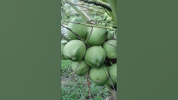 3 YÊU CẦU CƠ BẢN ĐỐI VỚI TRÁI DỪA XIÊM XUẤT KHẨU | KHẮC DUY TV