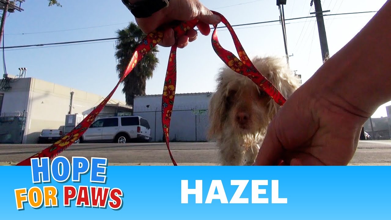 eldad hagar interview Rescuing a dog standing in the middle of the street in South Central Los Angeles. Please Share.