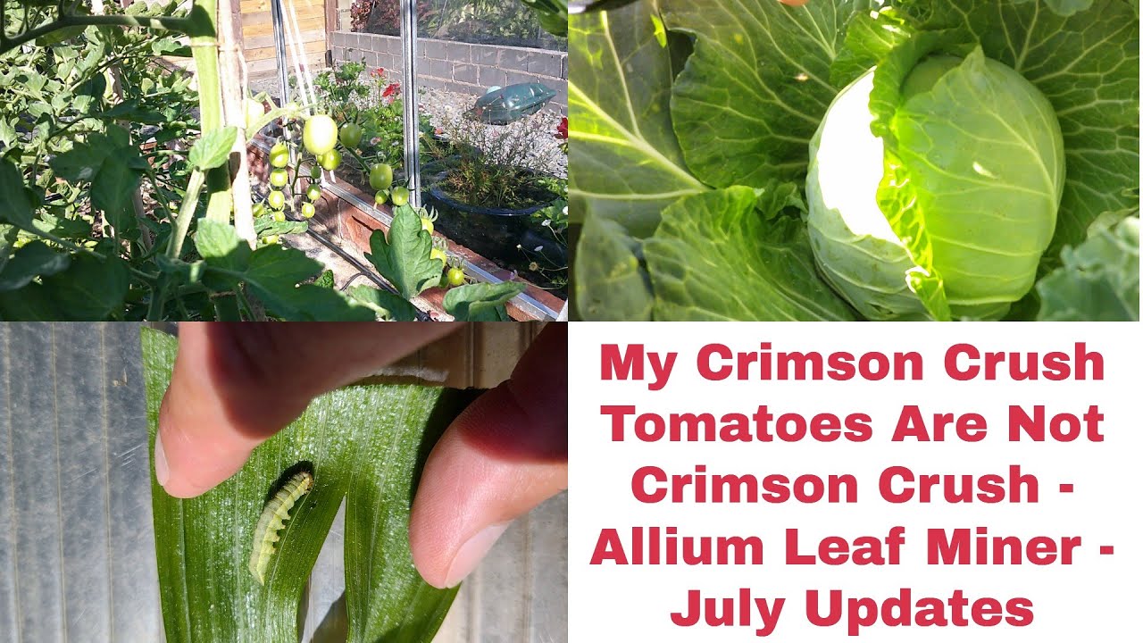 My Crimson Crush Tomatoes are not Crimson Crush! - Allium Leaf Miner - July Veg Bed Updates