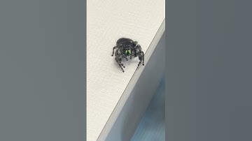 Clinic Found a Jumping Spider at Work—And It’s Kinda Adorable