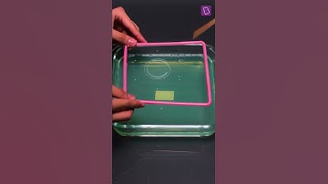 Visualising Surface Tension | Science Experiments at Home | #ExperimentShorts | BYJU