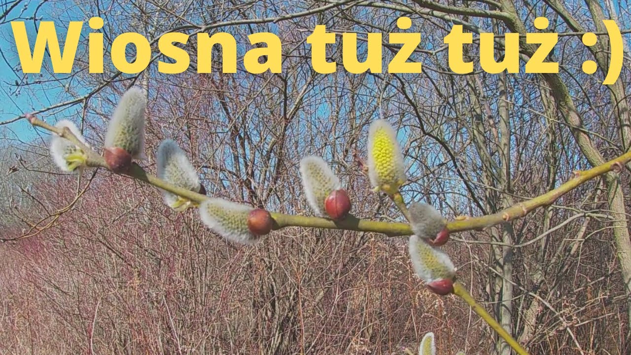 #79 Wierzba iwa i podbiał - pierwsze ważne pożytki. Przegląd podejrzanych rodzin pszczelich.