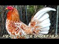 Blue Grey Henny Asils - PEACH STATE FARM