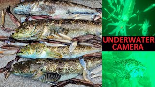 Quick Lingcod Limits w/ LIVE SQUID (underwater camera)