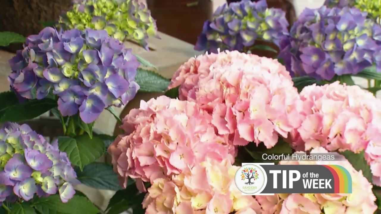 Sanders Nursery Tip of the Week 10 Hydrangeas YouTube