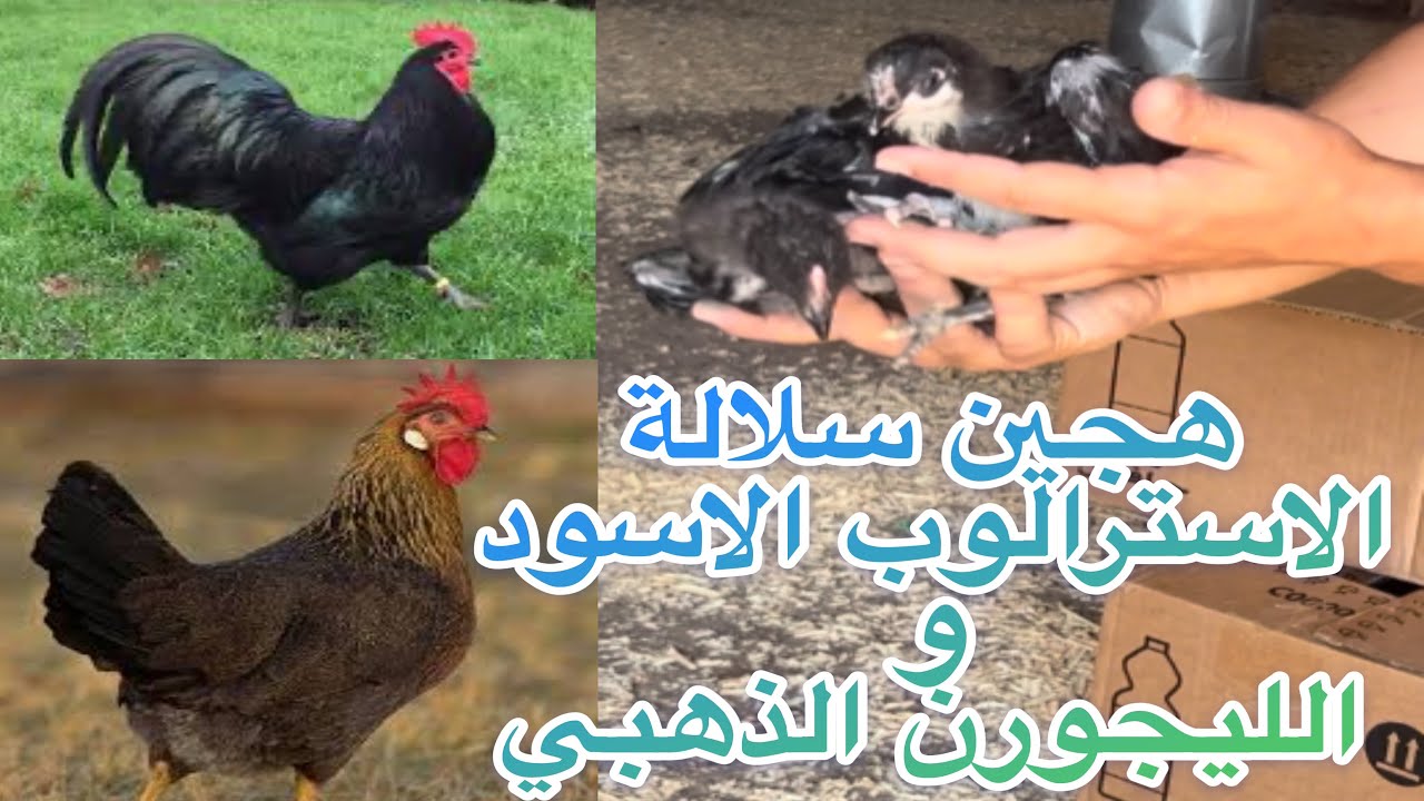 كتاكيت 🐥 هجين أبطال إنتاج البيض سلالة الاسترالوب و الليجورن الذهبي لغادي نخدم عليهم ان شاء الله …