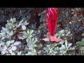 Flamingo's Wildlife Habitat at the Flamingo Hotel Casino ...