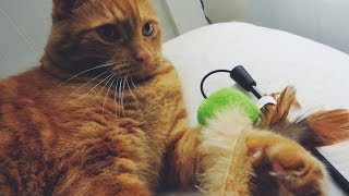Hoopy Playing With His Toys