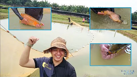 This farms exporting High Quality Arowana Fishes around the world. - DayDayNews