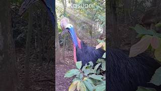 Flamingo  Kasuari flamingo kasuari animals