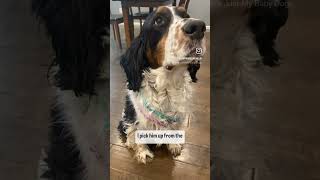 Is this my dog?! #summercut #dog #goomer #springer #springerspaniel #puppy #funny